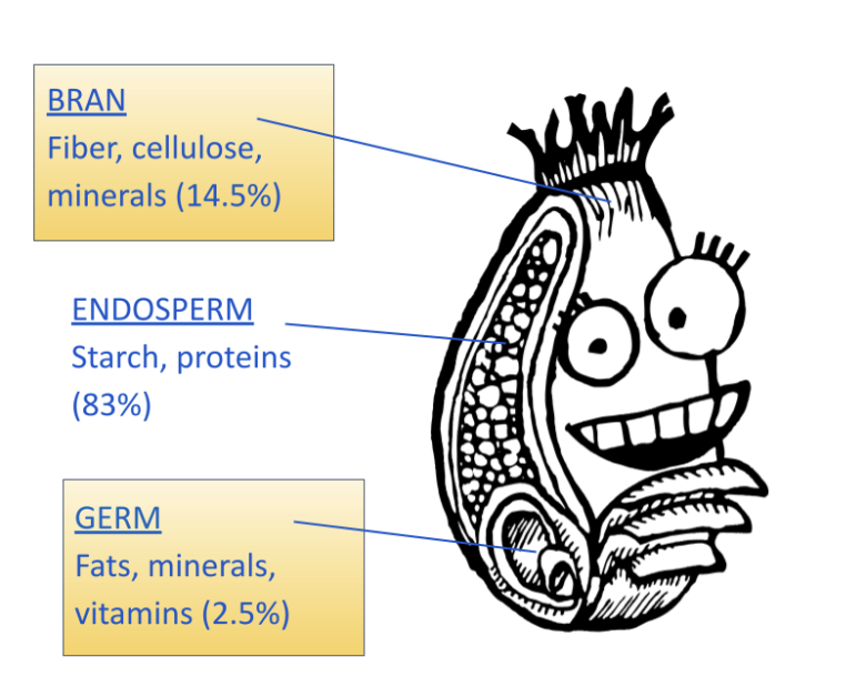 larry the wheat berry illustration